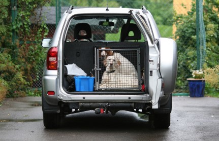dog siting in a cage in the trunk of SUV