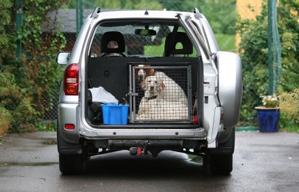 pic dog siting in a cage in the trunk of SUV